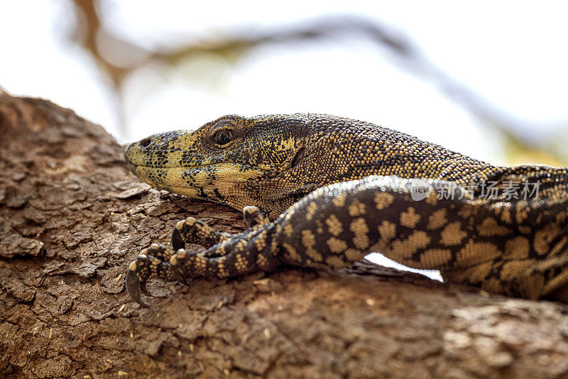 花边巨蜥(Varanus varius)